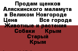 Продам щенков Аляскинского маламута в Великом Новгороде › Цена ­ 5 000 - Все города Животные и растения » Собаки   . Крым,Старый Крым